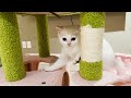 3 Minutes of Adorable and playful Kittens