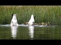 Grauwe Gans met kuikens / Greylag Goose / Graugans.