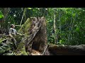 Full Video: 22 days solo Bushcaft & Build a log cabin on an ancient tree in a fairy tale.