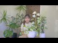 What's the difference between the three? | Marble Queen, Manjula and Njoy Pothos Plant Care #pothos