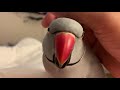 Funny Parrot Video- Milo the Indian ringneck parrot talking up a storm