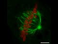 ZEISS LSM 800 with Airyscan: Kidney cells, mitosis