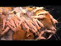shrimp hogging out