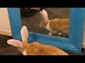 Flemish Giant Rabbits Are SMARTER Than You Think