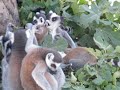Lemurs in Athens Zoo
