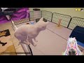 Adopt New Baby Kittens in Animal Shelter Cat Sim Nursery