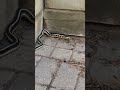 Snake eats frog