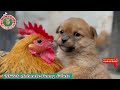 🐱🐶Little dog tries to cover the baby with a blanket&more || TikTok Animals-Funny and Cute Channel.🐒🐦