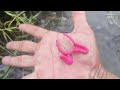 Finding giant toman fish in ponds, catfish, ornamental fish, koi fish, betta fish, glofish