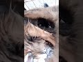 puppies feeding after a bath