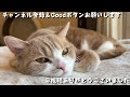 いつも一人で歩いていたりんちゃんがついに!!　888話