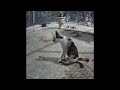 New Funny Cats and Dogs Videos 🤣 Best Funny Animal Videos 😂😆
