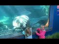 Funniest baby at the aquarium |Funny  baby reaction at the aquarium |