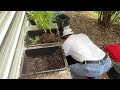 How to Plant and Grow a Peach Tree from Pit and Seed from Start to Finish