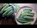 Rural Life Gardening: Insect pest of maize,  application of pesticide,  season 2, prt. 6