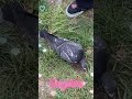 PIGEON