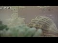 Triops - Creating life with YouTube $$$
