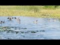 Canada geese precisely landing on narrow open water in a pond