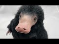 Crafting life size Niffler // Polymer clay sculpting, sewing