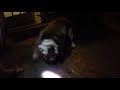 My buddy's English bulldog goes ballistic chasing a flashlight beam..