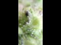 Surprise Visit in Drosera Burmanii [Macro Video]