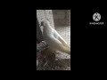 Gribaj , fantel etc loved ones fancy pigeon (like subscribe share plz)