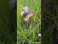 White Peacock Butterfly