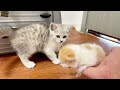 2024 Cat mother gave birth to a litter of cat babies, super cute#cat #catshorts #catvideo #kitten