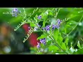 Beautiful Piano Music - Meditation Relaxing Music, Study Music, Stress Relief, Birds Singing Sound