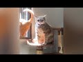 TRY NOT TO LAUGH 🐱🤣 New Funny Catss 2024 🤣