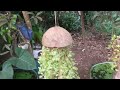 Hanging Gardening | Turtle Vinesh | Creative Gardening Ideas | Coconut Shell Crafts | Trending