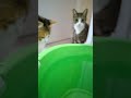 Cat drinking water in slow motion