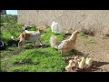 Chicks hatched 🐣 فقس الكتاكيت