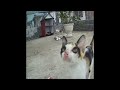 😍😅 New Funny Cats and Dogs Videos ❤️😆 New Funny Animals 2024 #17