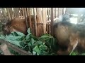 tip cara ngasih makan kambing daun singkong karet masih segar 👍👍👍