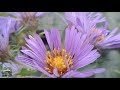 Wild Purple Asters In Autumn