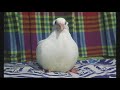 Cute Bird Sleeping with Owner || Super sleepy bird