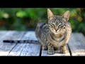 Beautiful Cat || Natural Beauty ||