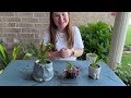 Plant with me | Potting plants from my grandma