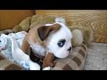 English Bulldog cute puppy