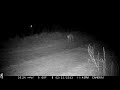 2 coyotes traveling west on south border