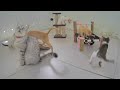 Best Cats Videos 😘😹 Funny And Cute Animal Videos 2024 🐱