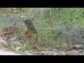 Podlot kwiczoła relaksuje się na oponie (Turdus pilaris) fieldfare's fledge close-up (4K)