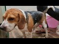 How to Bathe your Beagle the Right Way - (Beagle Grooming Part 3)