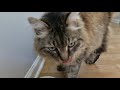 A DAY IN THE LIFE OF A SIBERIAN CAT (PART 2) | Siberian cat personality | Walking a cat