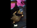 Kitten and Cat Wrestle In Chair