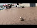 お台場カメ・福亀GOちゃん！マリンハウスにて子供たちに囲まれるAfrican spurred tortoise