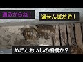 子亀達のベランダ放牧場散歩♪　#ニホンイシガメ#亀飼育#アフレコ