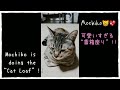 【保護猫】もちこさん 可愛いすぎる“香箱座り”😺💖 Mochiko is doing the “Cat Loaf“😸💕