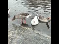 Babcock geese  and yahara river geese early winter 2021